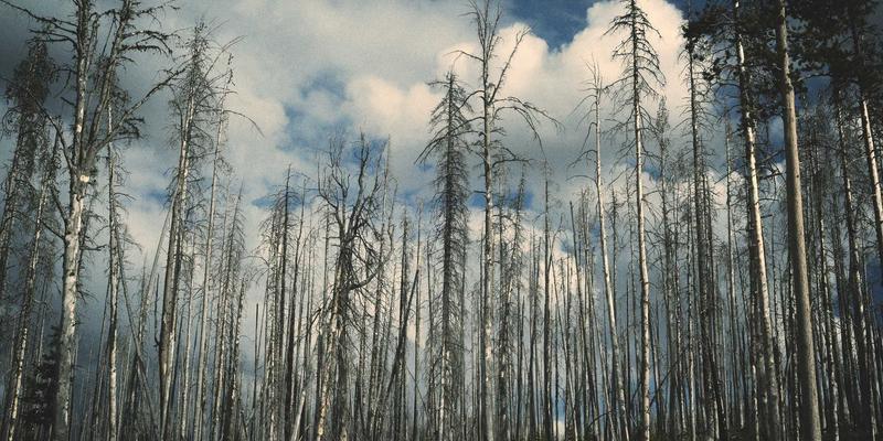 春季养肝黄金期:融合中医养生与力量训练的体质食疗方案